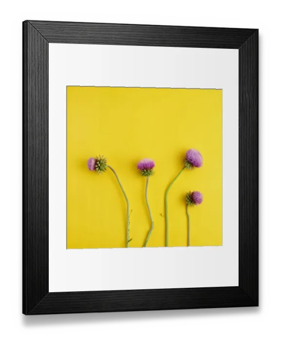 Framed Print : Flowering purple thistles Framed Print : Flowering purple thistles