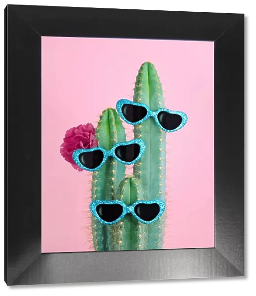 Cactus wearing heart shaped sunglasses
