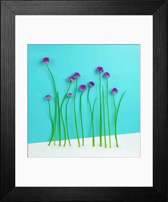 Framed Print : Flowering Chive Blossoms Framed Print : Flowering Chive Blossoms