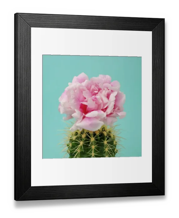 Framed Print : Pink flower on cactus Framed Print : Pink flower on cactus