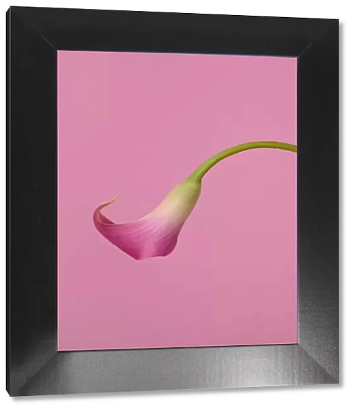 Pink Calla Lily on Pink