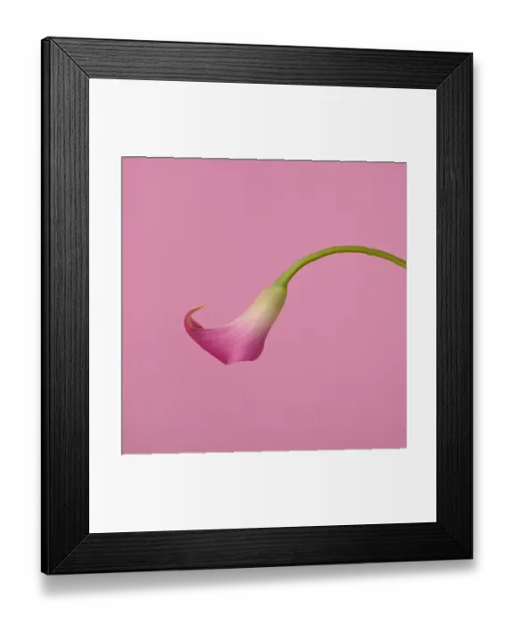 Framed Print : Pink Calla Lily on Pink Framed Print : Pink Calla Lily on Pink