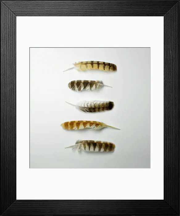 Framed Print : Five striped feathers Framed Print : Five striped feathers