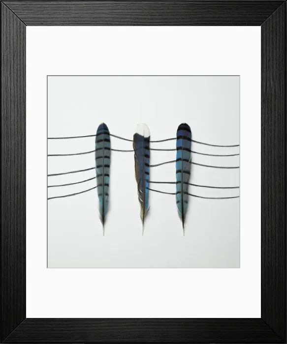 Framed Print : Three Blue Feathers Framed Print : Three Blue Feathers