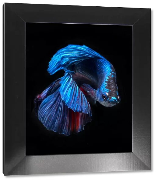 blue beta fish 2