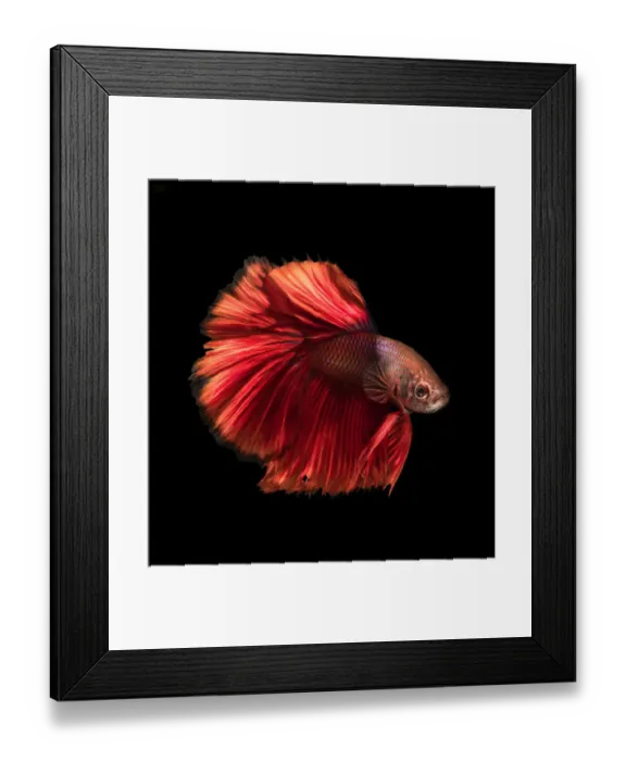 Framed Print : red betta fish Framed Print : red betta fish