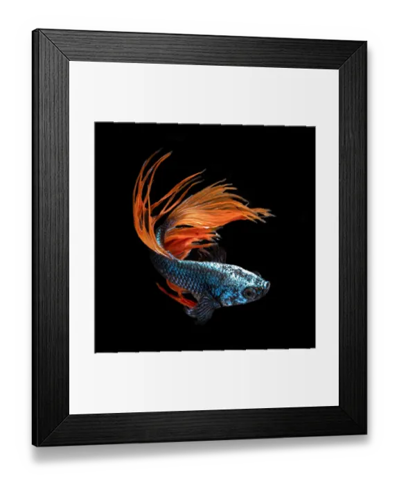 Framed Print : Beta fuego Framed Print : Beta fuego