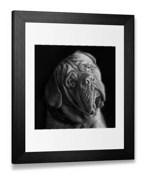Framed Print : Burdeos. Dogo de Burdeos studio portrait Framed Print : Burdeos. Dogo de Burdeos studio portrait