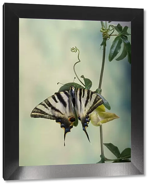 Podalirio. fotografAia de estudio de mariposa podalirio