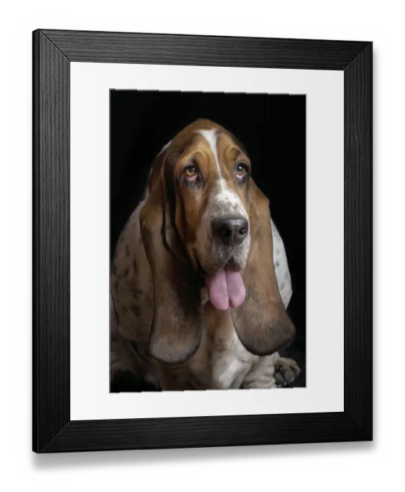 Framed Print : max. Basset hound studio portrait Framed Print : max. Basset hound studio portrait