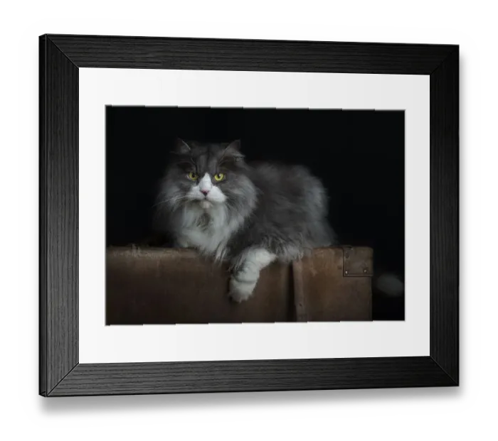 Framed Print : SILVER1. Studio cat portrait Framed Print : SILVER1. Studio cat portrait