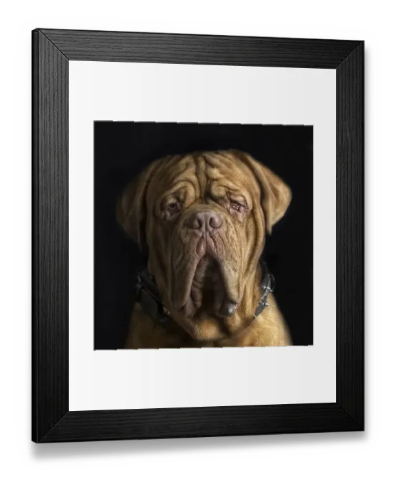 Framed Print : Dogo de Burdeos Framed Print : Dogo de Burdeos