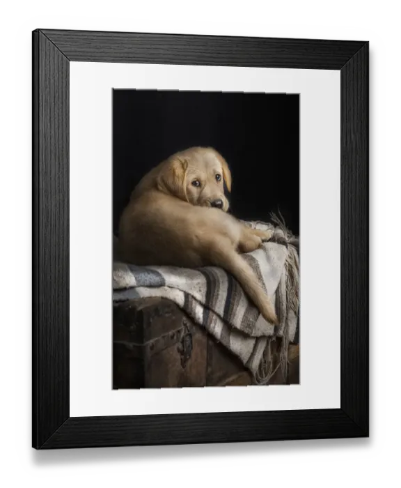 Framed Print : Summer. Studio photography of a Labrador retriever puppy Framed Print : Summer. Studio photography of a Labrador retriever puppy
