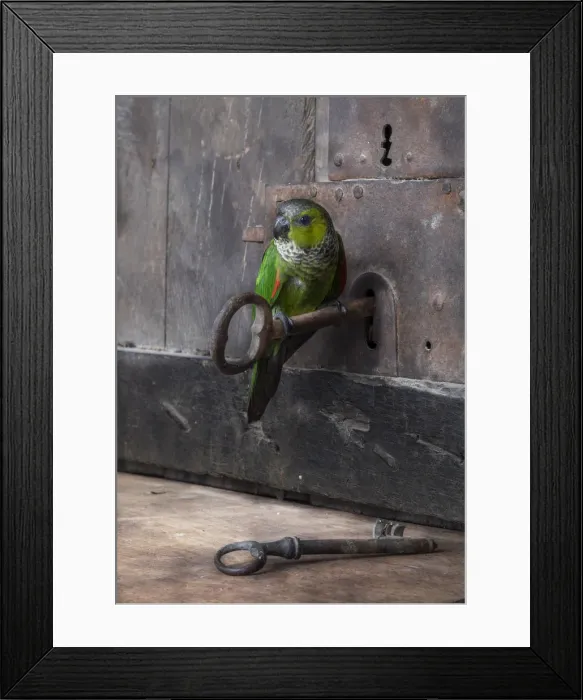 Framed Print : key and parrot Framed Print : key and parrot