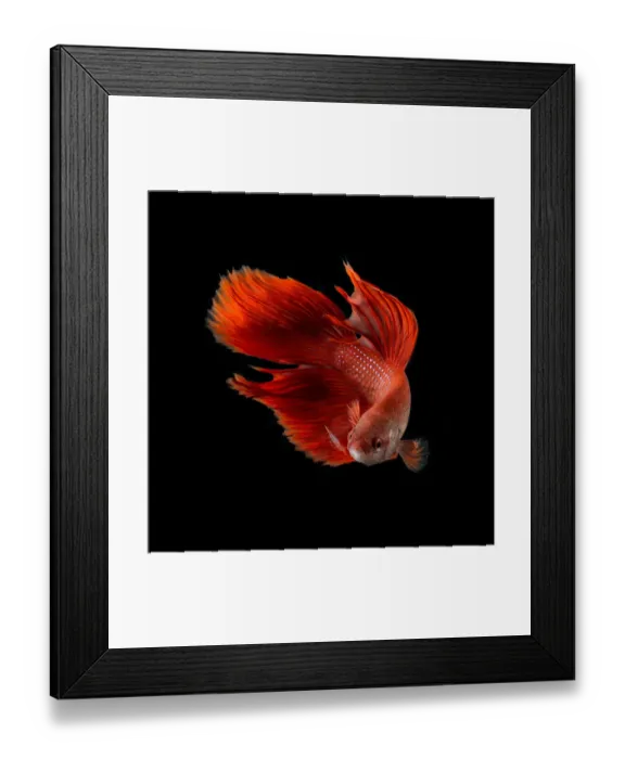 Framed Print : Betta Rojo Framed Print : Betta Rojo