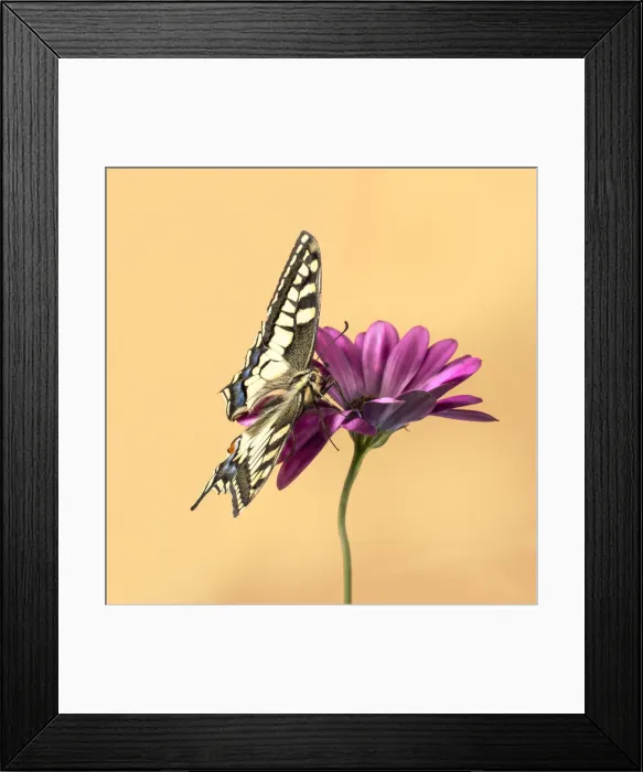 Framed Print : Buterffly. Buterfly studio portrait Framed Print : Buterffly. Buterfly studio portrait