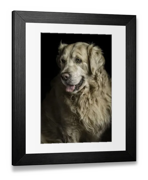 Framed Print : Golden. golden retriever portrait Framed Print : Golden. golden retriever portrait