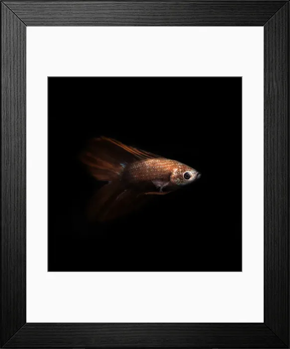 Framed Print : Betta rojo Framed Print : Betta rojo