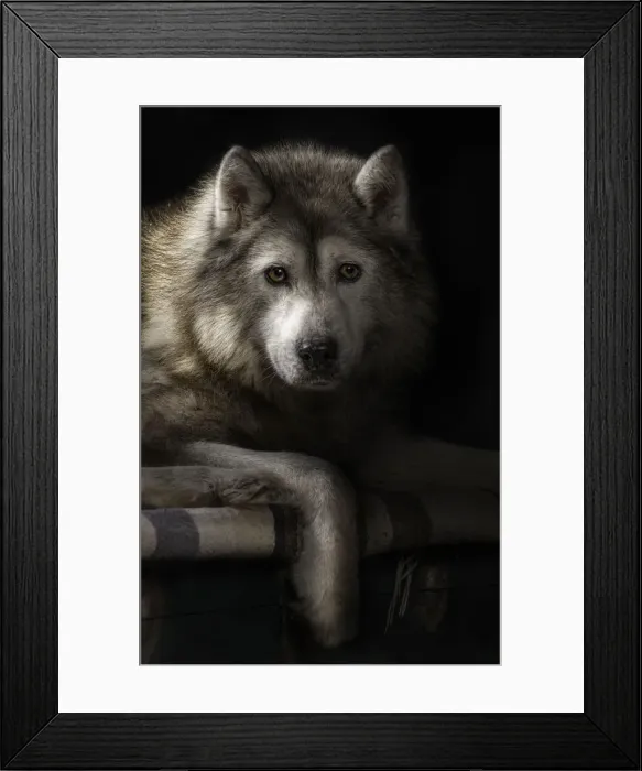 Framed Print : Husky. portrait of old siberian husky Framed Print : Husky. portrait of old siberian husky