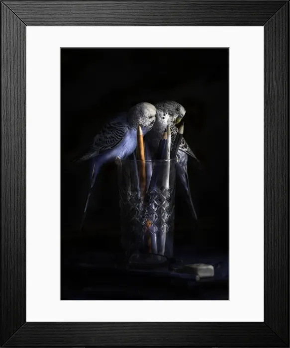 Framed Print : Budgerigars Framed Print : Budgerigars