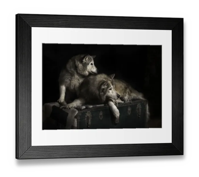 Framed Print : Husky dogs studio portrait Framed Print : Husky dogs studio portrait