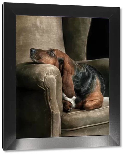 Basset hound portrait in studio