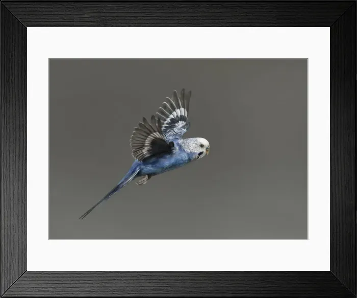 Framed Print : Vuelo. fotografia de periquito azul en vuelo.fotografAia realizada en estudio Framed Print : Vuelo. fotografia de periquito azul en vuelo.fotografAia realizada en estudio