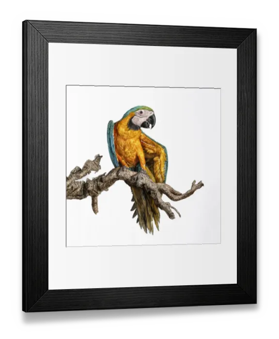 Framed Print : guacamayo. Silver Salt Photos, 167237815 Framed Print : guacamayo. Silver Salt Photos, 167237815