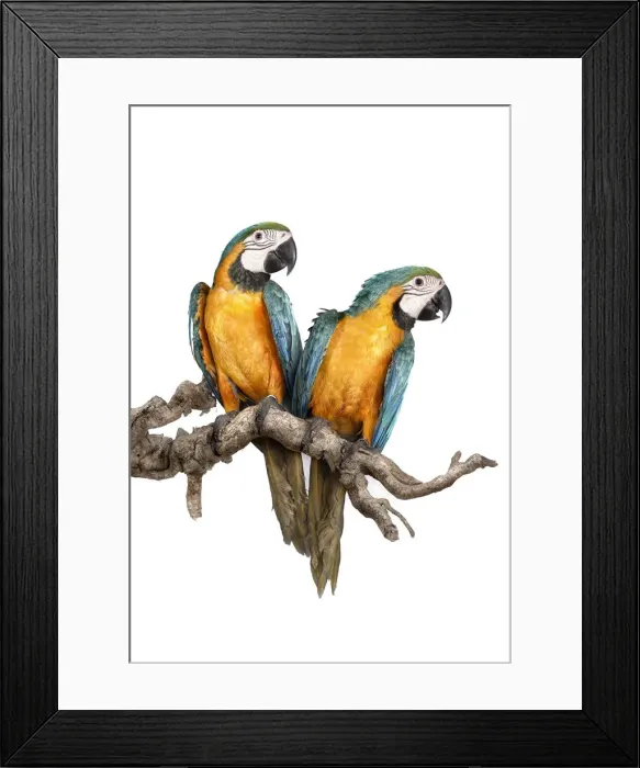 Framed Print : guacamayos-11-120812 copia Framed Print : guacamayos-11-120812 copia
