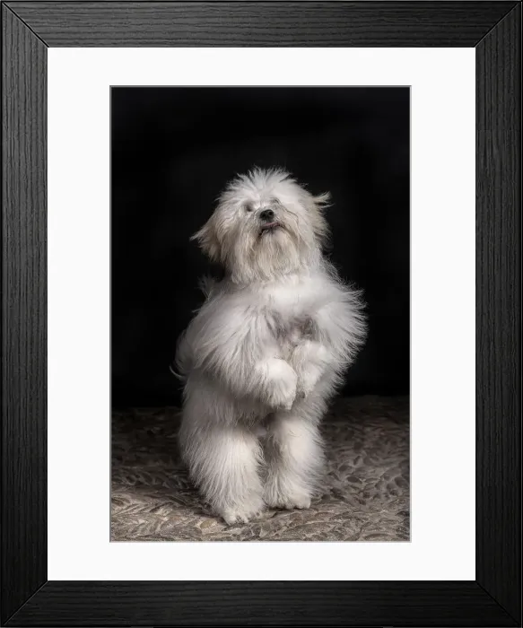 Framed Print : jairo. coton de tulear 2 Framed Print : jairo. coton de tulear 2