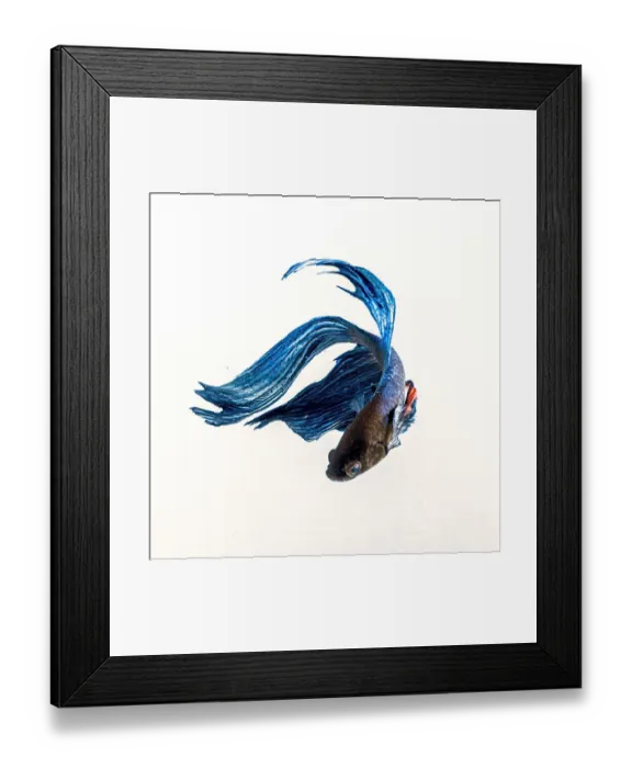 Framed Print : Betta blue Framed Print : Betta blue