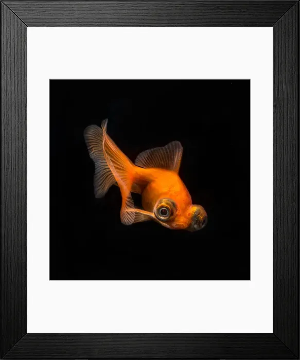 Framed Print : caricatura Framed Print : caricatura