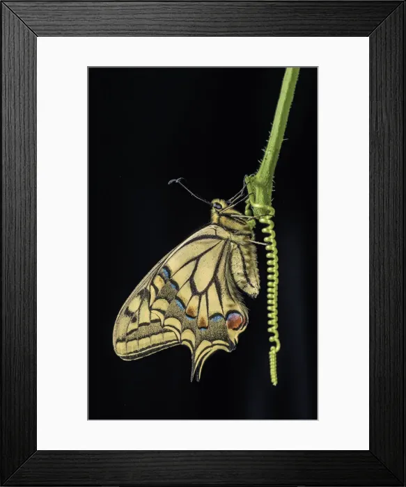 Framed Print : Macaon sobre negro Framed Print : Macaon sobre negro