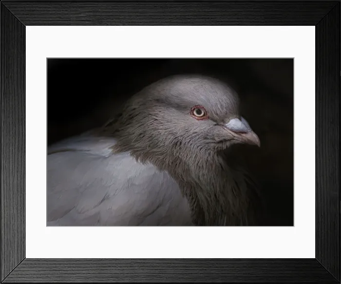 Framed Print : Estudio de paloma Framed Print : Estudio de paloma