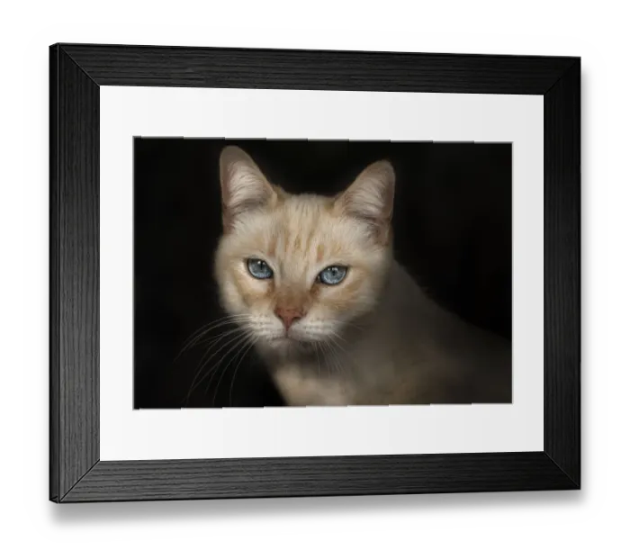 Framed Print : Ojos de gato Framed Print : Ojos de gato