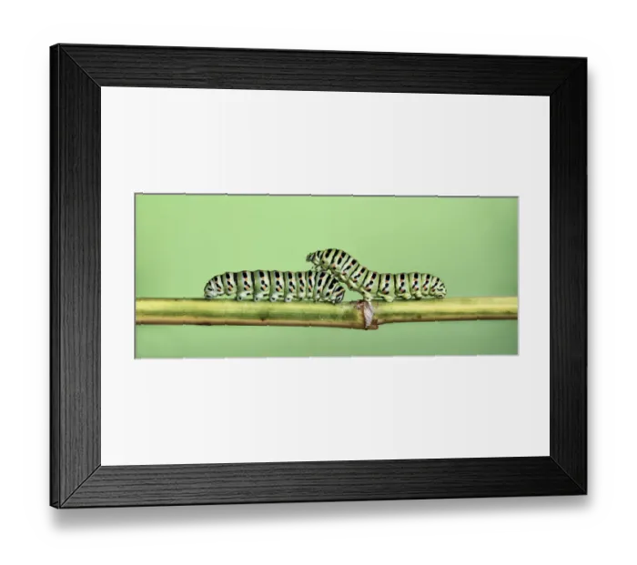 Framed Print : Two Caterpillars on a stem Framed Print : Two Caterpillars on a stem