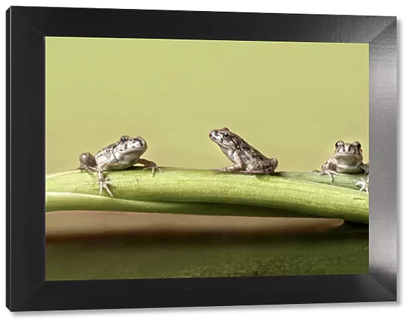 Three frogs on a branch
