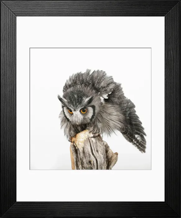 Framed Print : autillo carablanca Framed Print : autillo carablanca