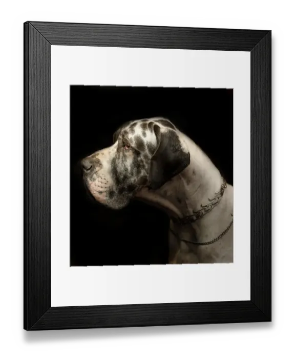 Framed Print : Dakar. Retrato de dogo alemAan Framed Print : Dakar. Retrato de dogo alemAan