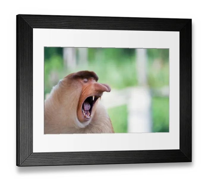 Framed Print : Long nose monkey yawning, Sabah, Borneo, Malaysia Framed Print : Long nose monkey yawning, Sabah, Borneo, Malaysia