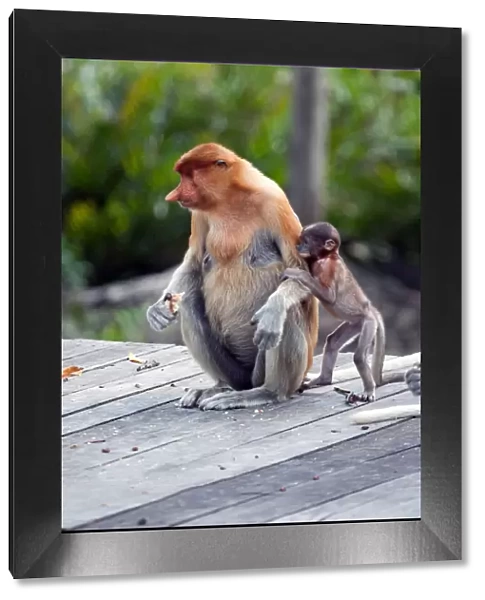 Proboscis monkeys : mom and child. Sabah, Borneo, Malaysia