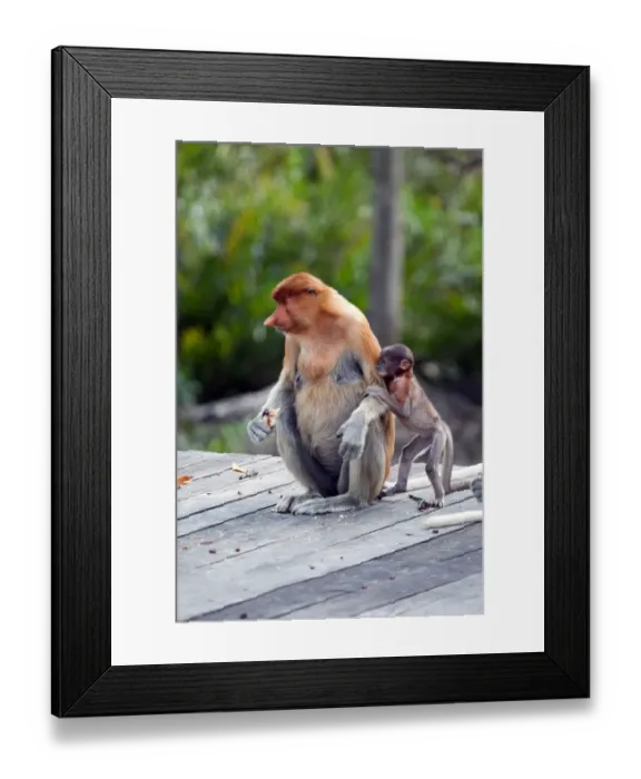 Framed Print : Proboscis monkeys : mom and child. Sabah, Borneo, Malaysia