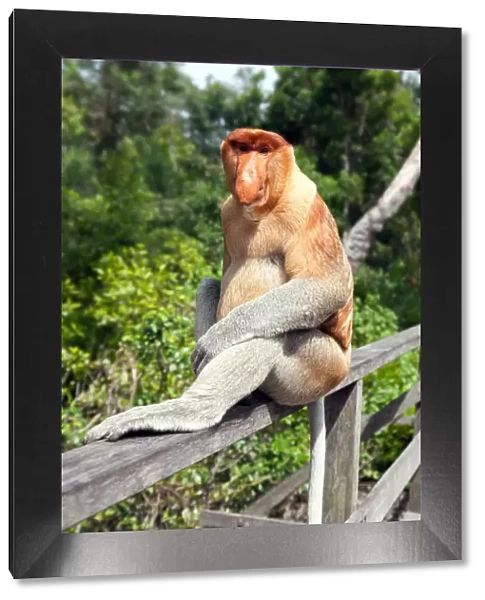 Proboscis monkey, Sabah, Borneo, Malaysia