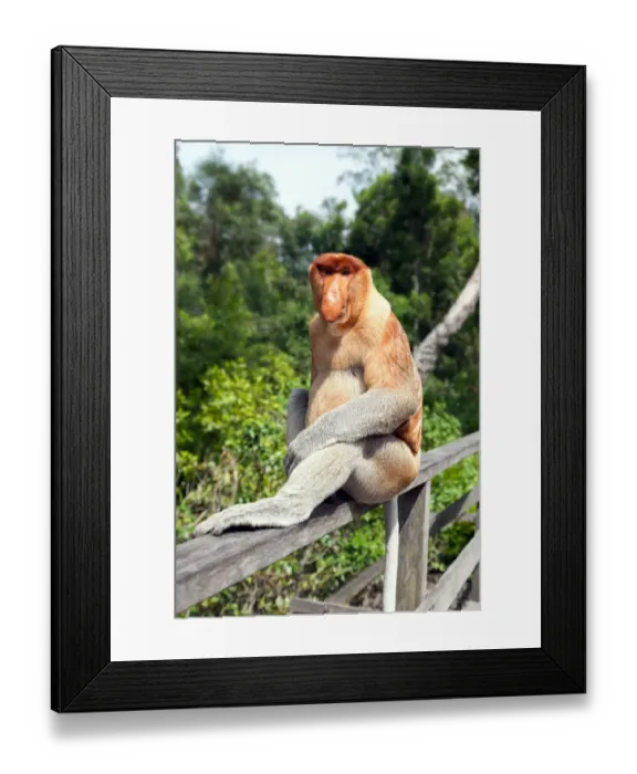 Framed Print : Proboscis monkey, Sabah, Borneo, Malaysia