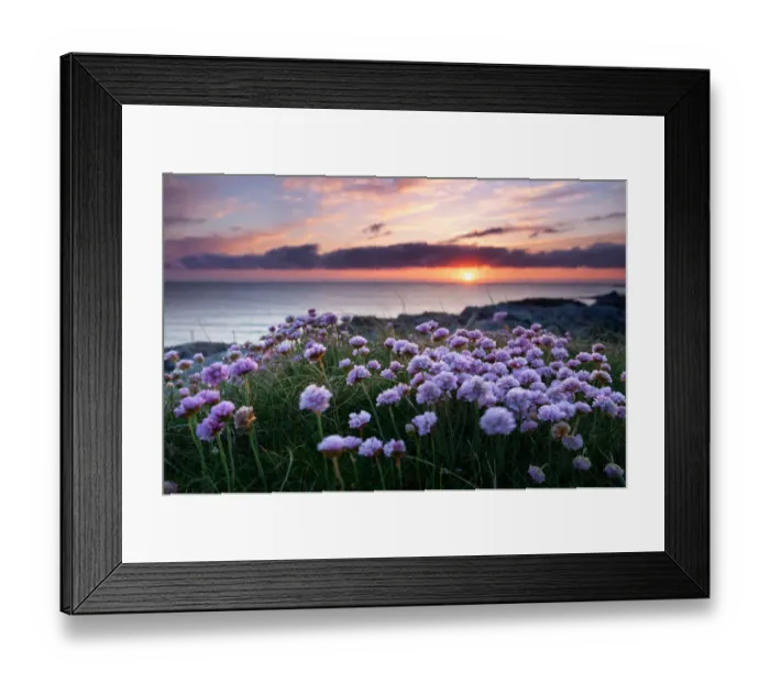 Framed Print : Pink flowers by the sea at sunset, Outer Hebrides, Scotland Framed Print : Pink flowers by the sea at sunset, Outer Hebrides, Scotland
