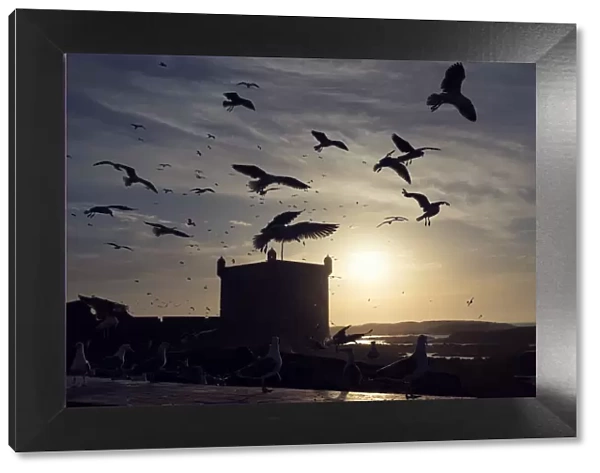 Seagulls flying around old portuguese fortress, Skala Du Port, Essaouira, Morocco