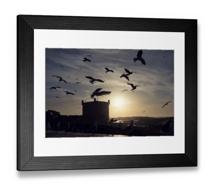 Framed Print : Seagulls flying around old portuguese fortress, Skala Du Port, Essaouira, Morocco Framed Print : Seagulls flying around old portuguese fortress, Skala Du Port, Essaouira, Morocco