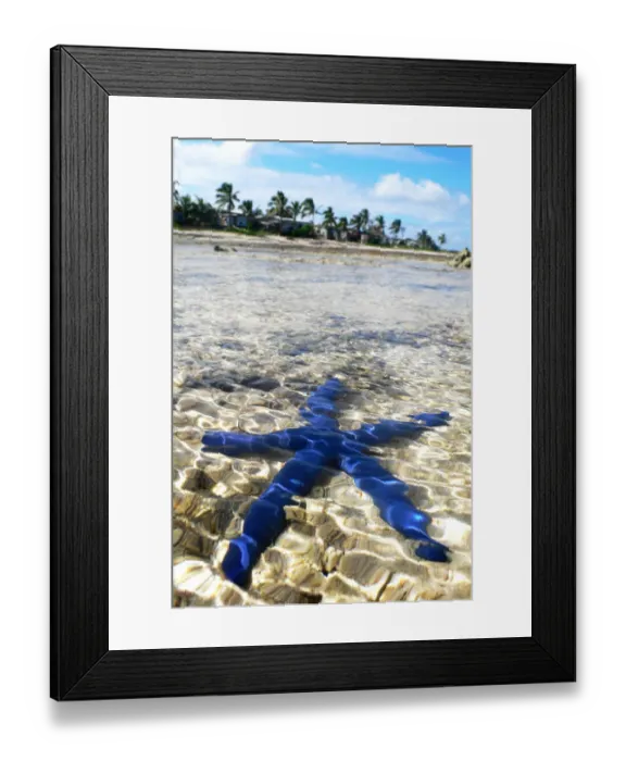 Framed Print : Blue Starfish Framed Print : Blue Starfish