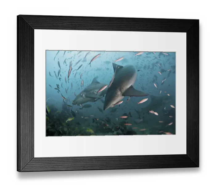 Framed Print : Pair of Bull Sharks Framed Print : Pair of Bull Sharks
