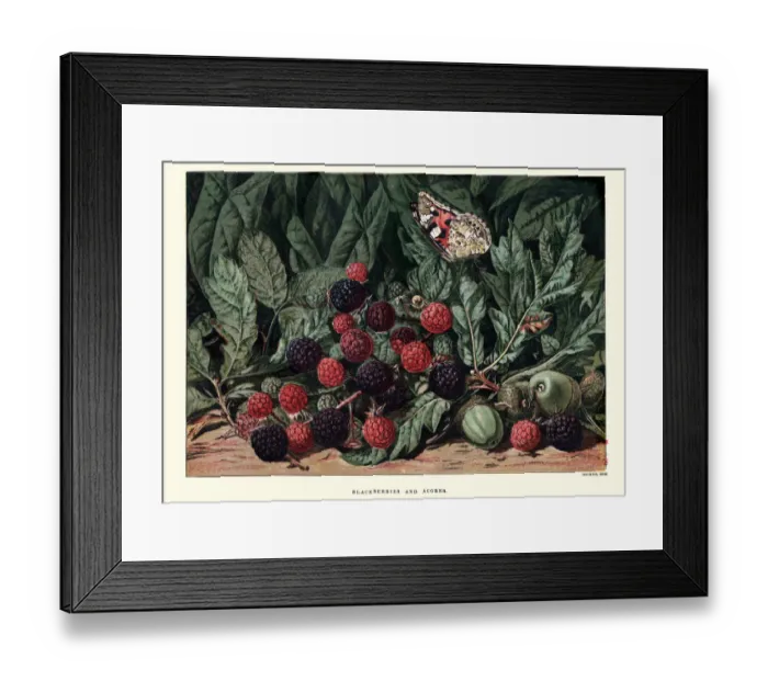 Framed Print : Blackberries and acorns Framed Print : Blackberries and acorns